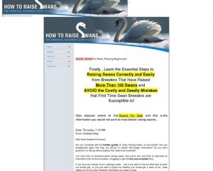 :: How To Raise Swans :: Beginner's Guide To Raising Swans :: Home Page
